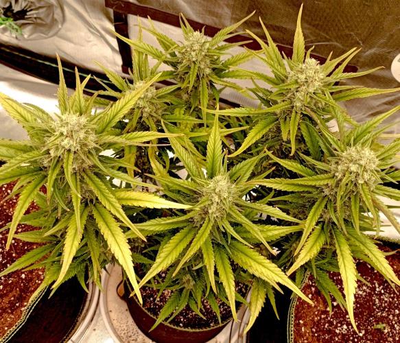 FB Banana Purple Punch. Week 9 - midweek