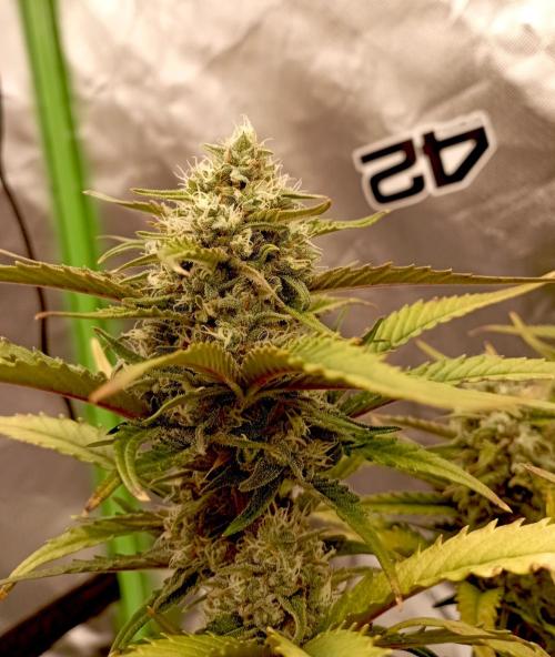 FB Banana Purple Punch. Week 9 - midweek