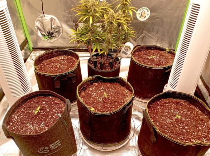 FB Banana Purple Punch. Week 10 - first days