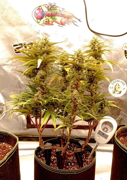 FB Banana Purple Punch. Week 10 - first days