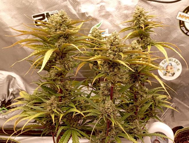 FB Banana Purple Punch. Week 10 - first days