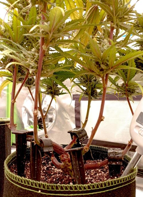 FB Banana Purple Punch. Week 10 - first days