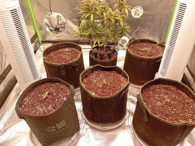 RQS Triple G. Week 2 - first days