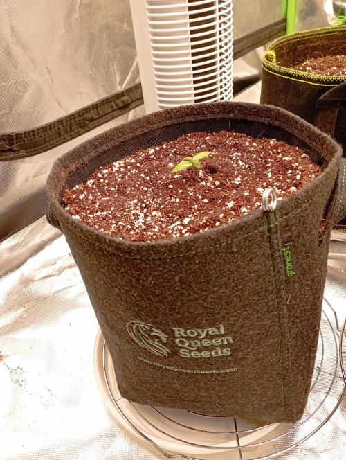 RQS Triple G. Week 2 - first days