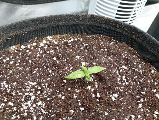 RQS Triple G. Week 2 - first days