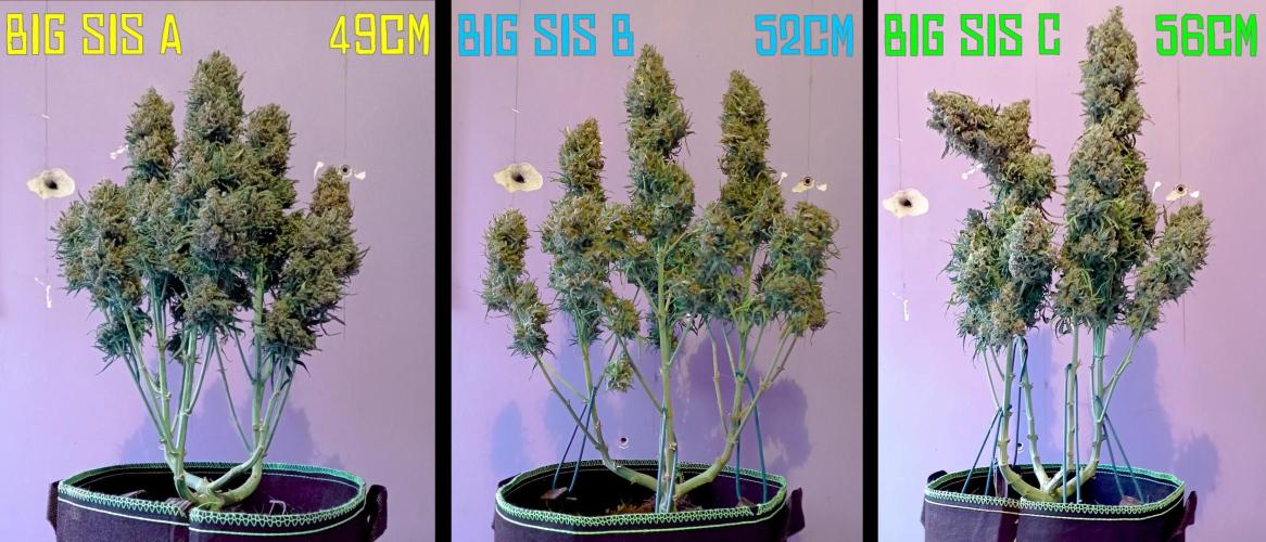 FB White Widow. Week 12