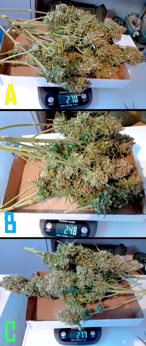 FB White Widow. Week 12