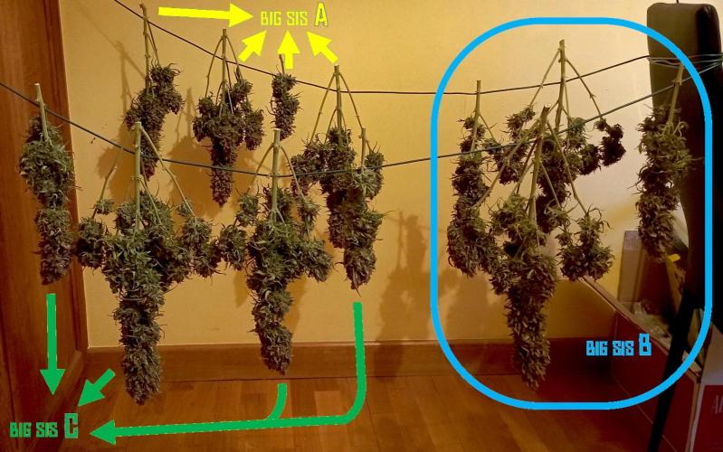 FB White Widow. Week 12