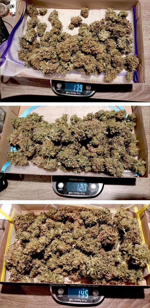 FB White Widow. Week 12