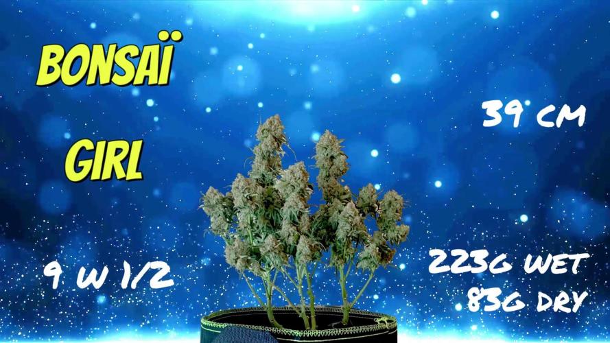 FB White Widow. Week 12