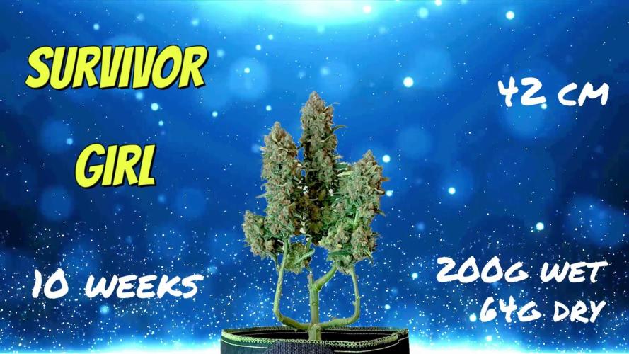 FB White Widow. Week 12