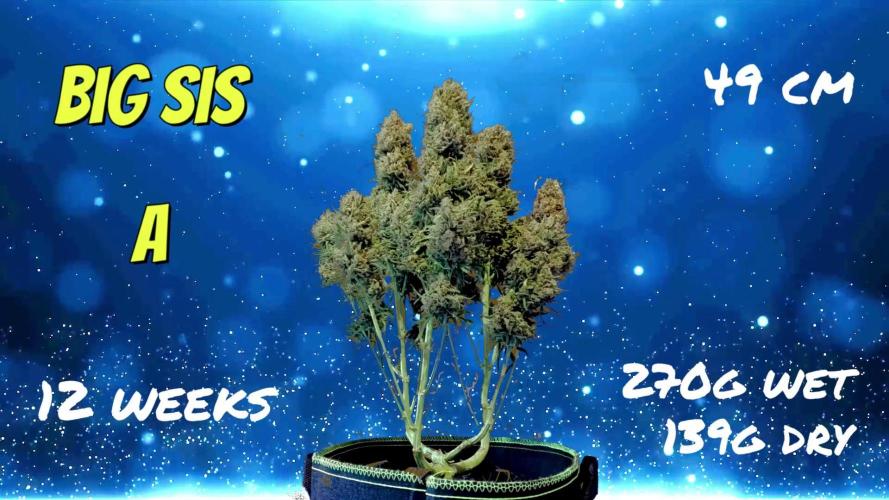 FB White Widow. Week 12