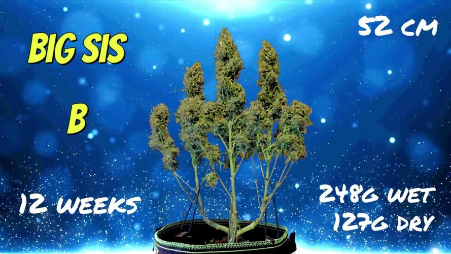 FB White Widow. Week 12