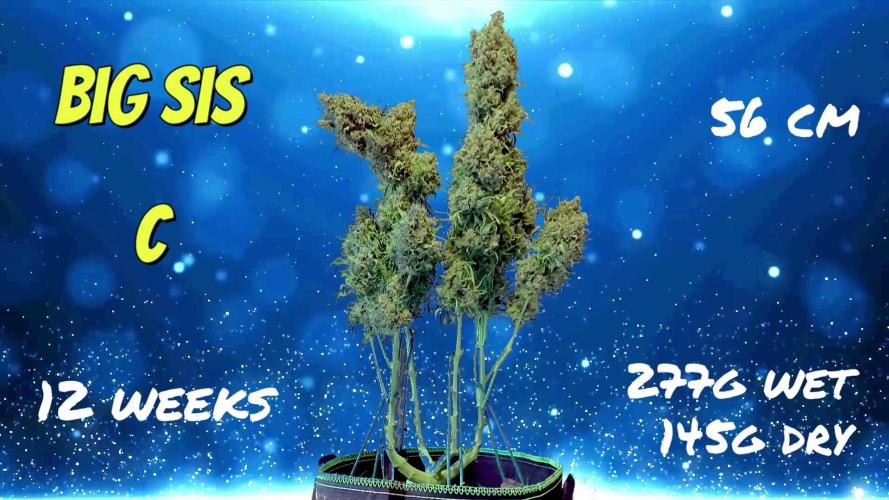 FB White Widow. Week 12