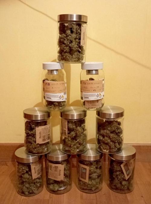 FB White Widow. Week 12