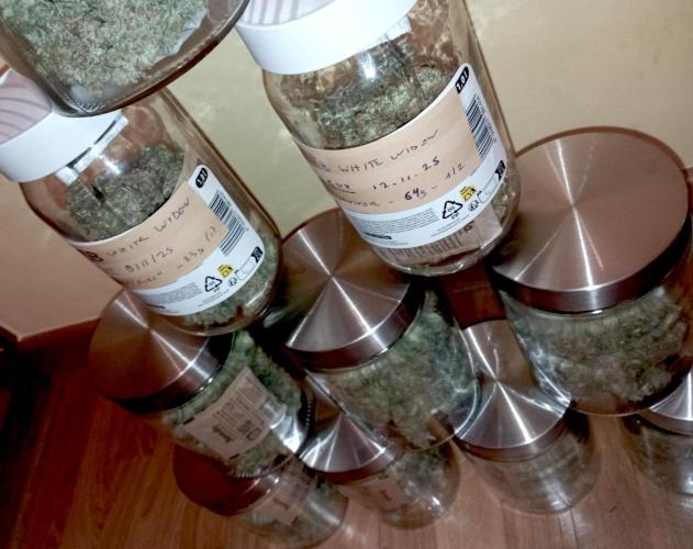 FB White Widow. Week 12