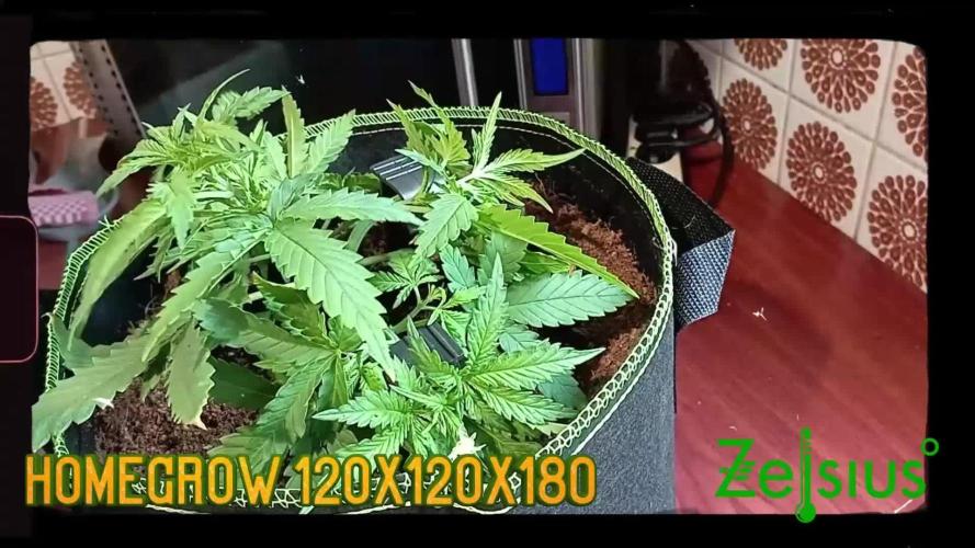 FB White Widow