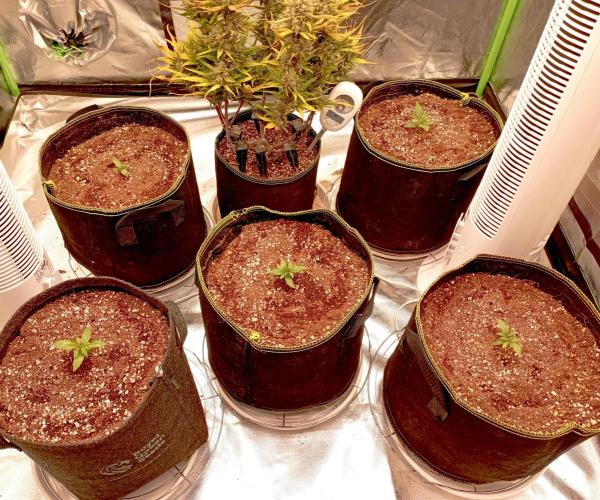 RQS Triple G. Week 2 - midweek