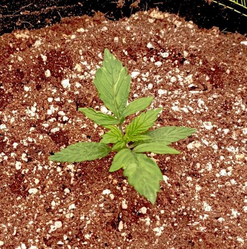 RQS Triple G. Week 2 - midweek