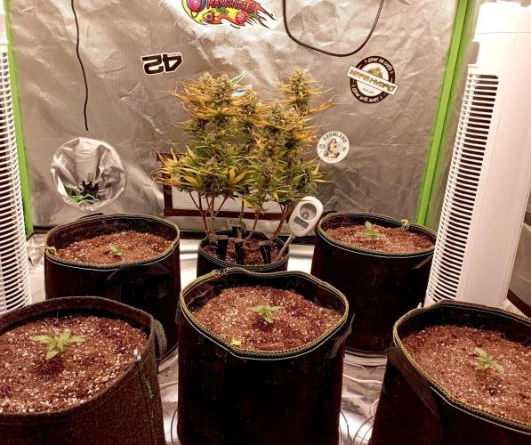 FB Banana Purple Punch. Week 10 - midweek