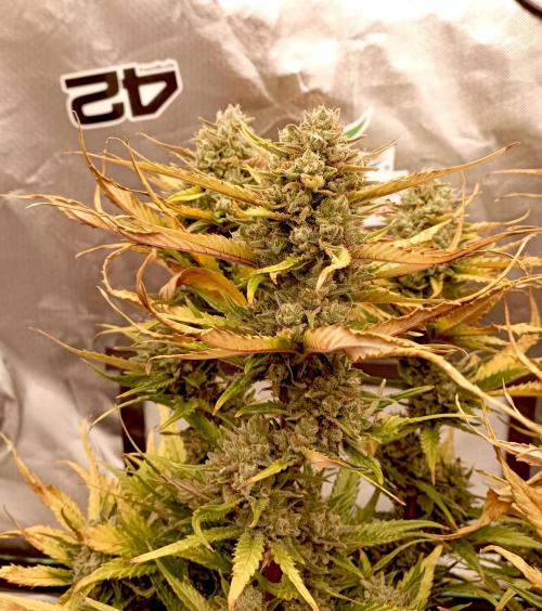 FB Banana Purple Punch. Week 10 - midweek