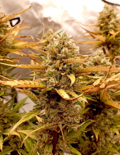 FB Banana Purple Punch. Week 10 - midweek