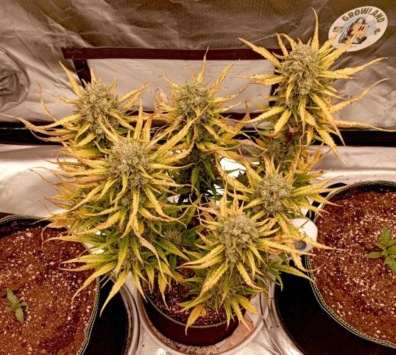 FB Banana Purple Punch. Week 10 - midweek