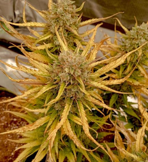 FB Banana Purple Punch. Week 10 - midweek