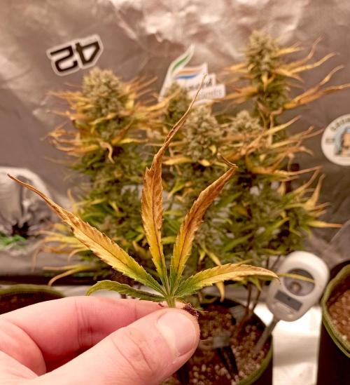 FB Banana Purple Punch. Week 10 - midweek