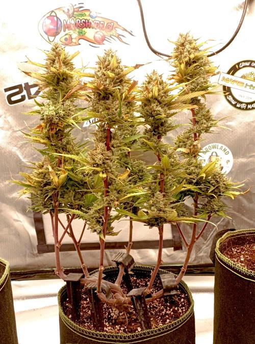 FB Banana Purple Punch. Week 11 - first days