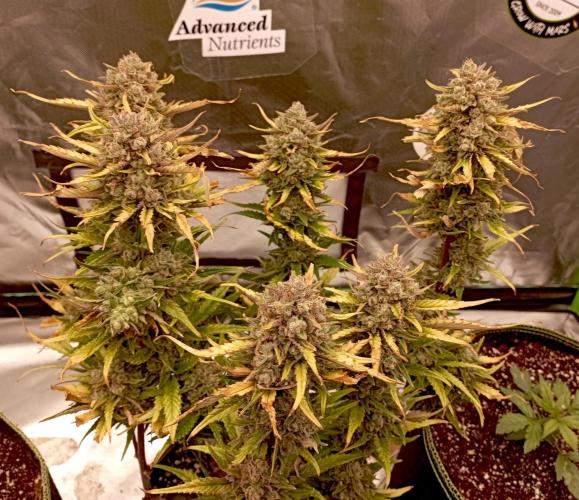 FB Banana Purple Punch. Week 11 - first days