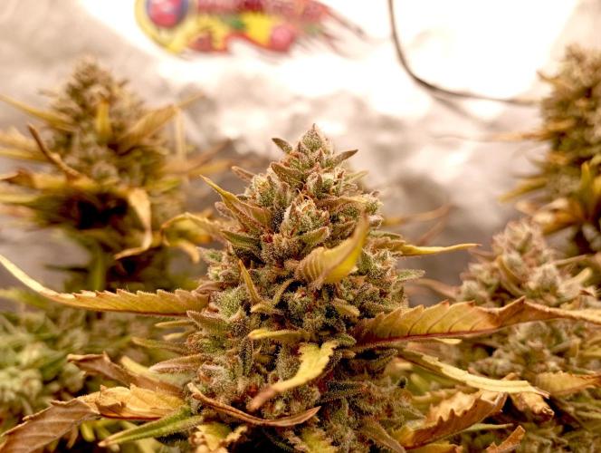 FB Banana Purple Punch. Week 11 - first days