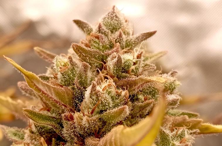 FB Banana Purple Punch. Week 11 - first days