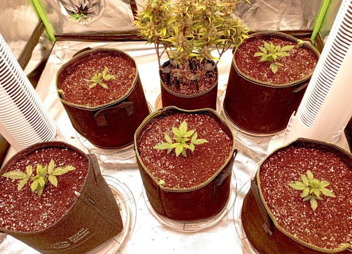 RQS Triple G. Week 3 - first days