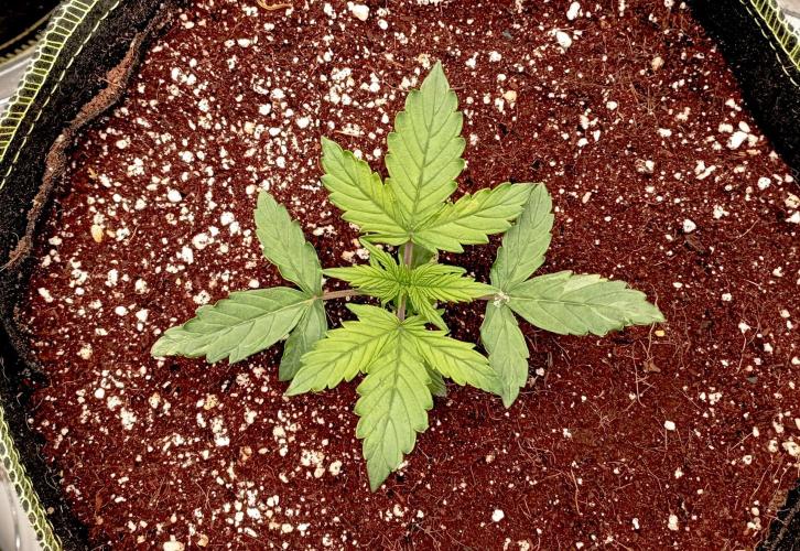 RQS Triple G. Week 3 - first days