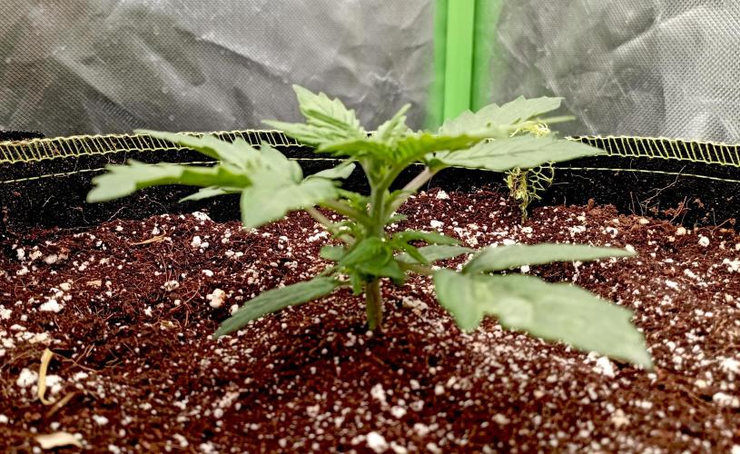 RQS Triple G. Week 3 - first days