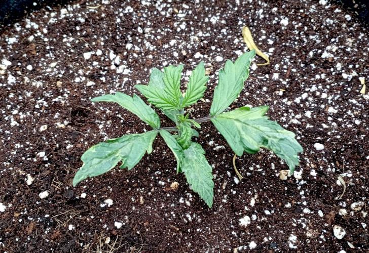 RQS Triple G. Week 3 - first days