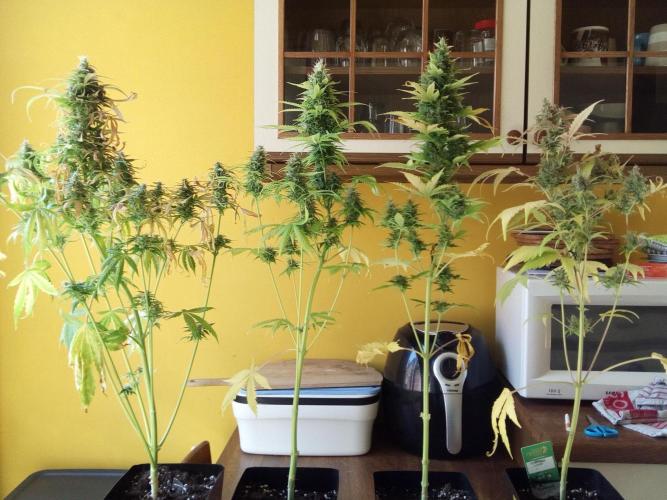 my GROWSTORY. Week 0 - year 1 - 3rd session