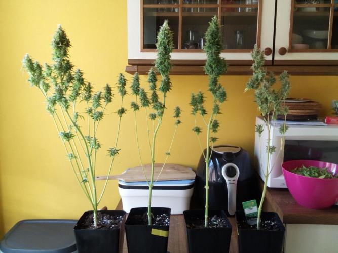 my GROWSTORY. Week 0 - year 1 - 3rd session