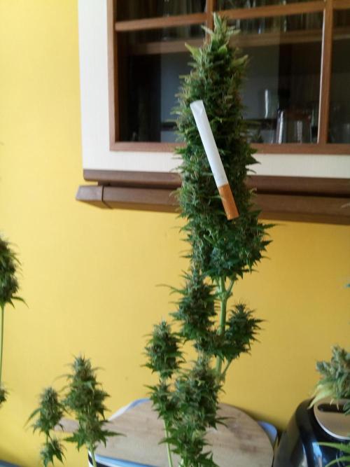 my GROWSTORY. Week 0 - year 1 - 3rd session