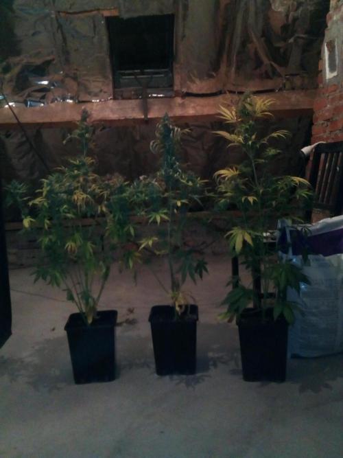 my GROWSTORY. Week 0 - year 2 - 4th session