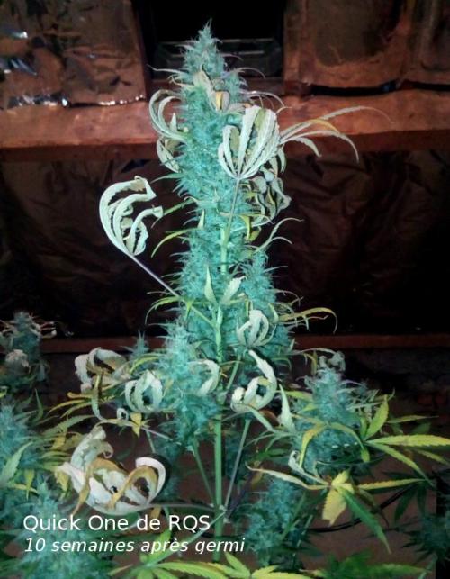 my GROWSTORY. Week 0 - year 2 - 4th session