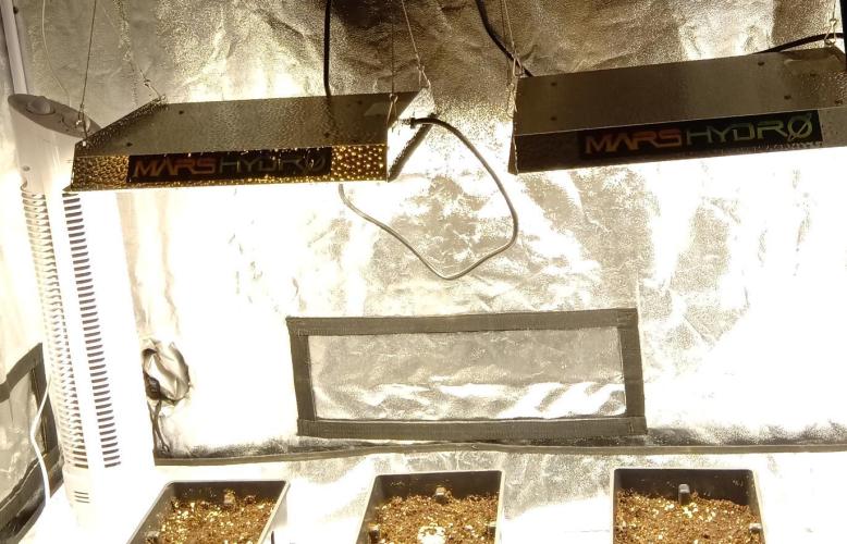 my GROWSTORY. Week 0 - upgrade