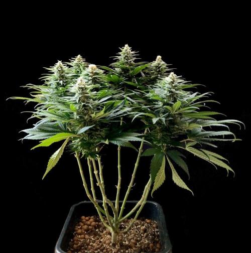 my GROWSTORY. Week 1 - OG Kush