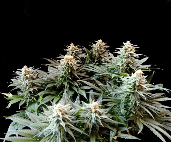 my GROWSTORY. Week 1 - OG Kush