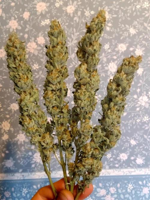 my GROWSTORY. Week 1 - OG Kush