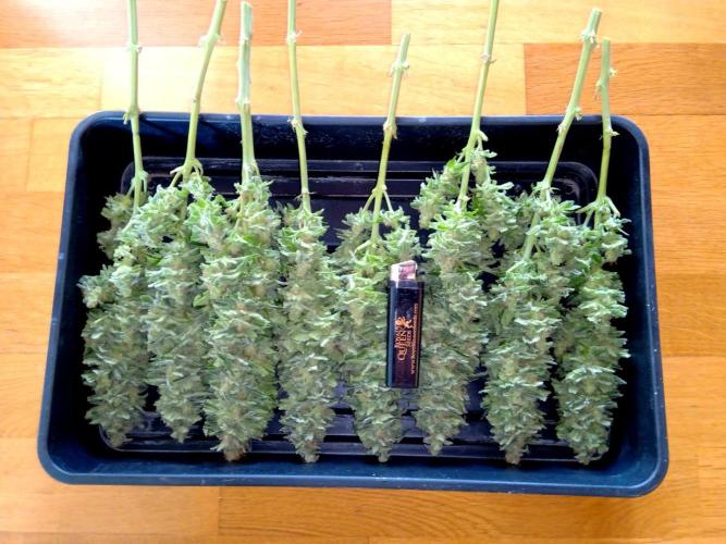 my GROWSTORY. Week 1 - OG Kush