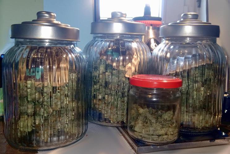 my GROWSTORY. Week 1 - OG Kush