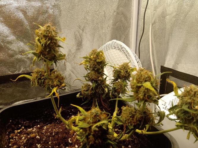 my GROWSTORY. Week 1 - Royal Cookies