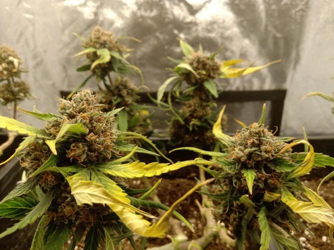 my GROWSTORY. Week 1 - Royal Cookies